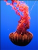 DSC26401, Black Sea Nettle ("Chrysaora Achlyos"), Monterey Bay Aquarium, Monterey, California, USA